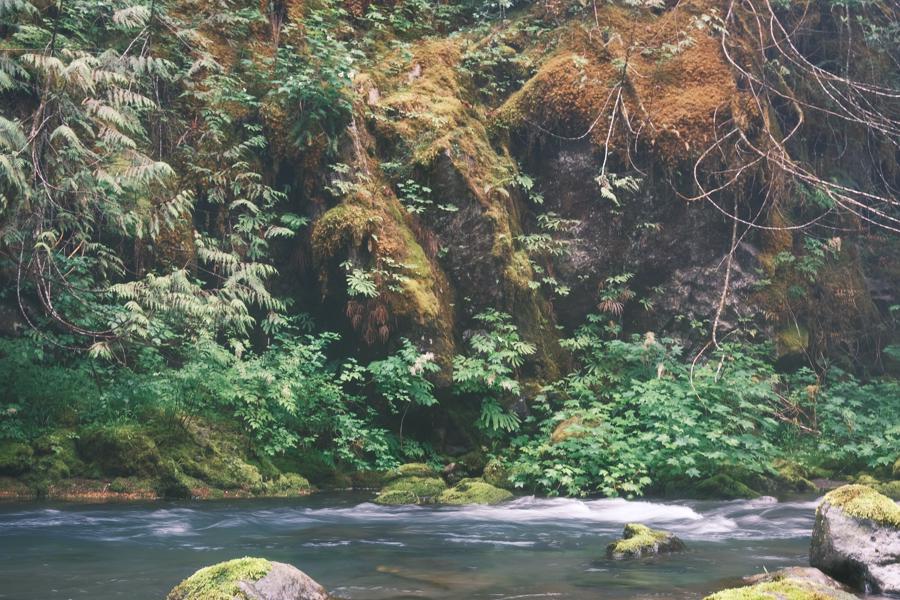 Big Quilcene River Camping